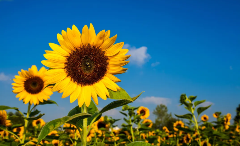 重磅|金年会“20周年庆”大幕拉起，是时候发挥你的聪明才智了！(图4)